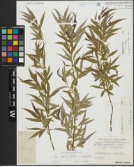 Foto von Salix alba subsp. vitellina (L.) Arcang. x Salix babylonica L.